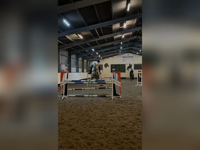 Mały koń niemiecki Klacz 8 lat 153 cm Izabelowata in Dörth