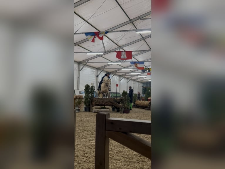 Mały koń niemiecki Klacz 8 lat 153 cm Izabelowata in Dörth
