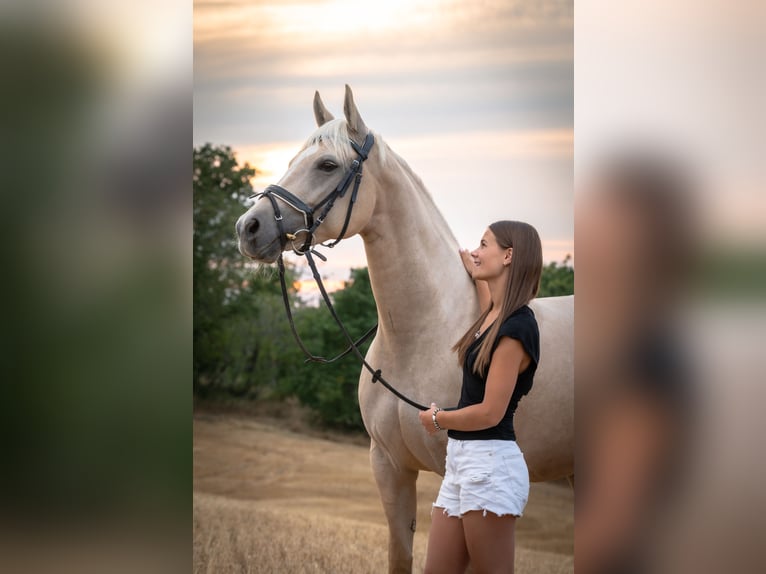 Mały koń niemiecki Klacz 8 lat 153 cm Izabelowata in Dörth
