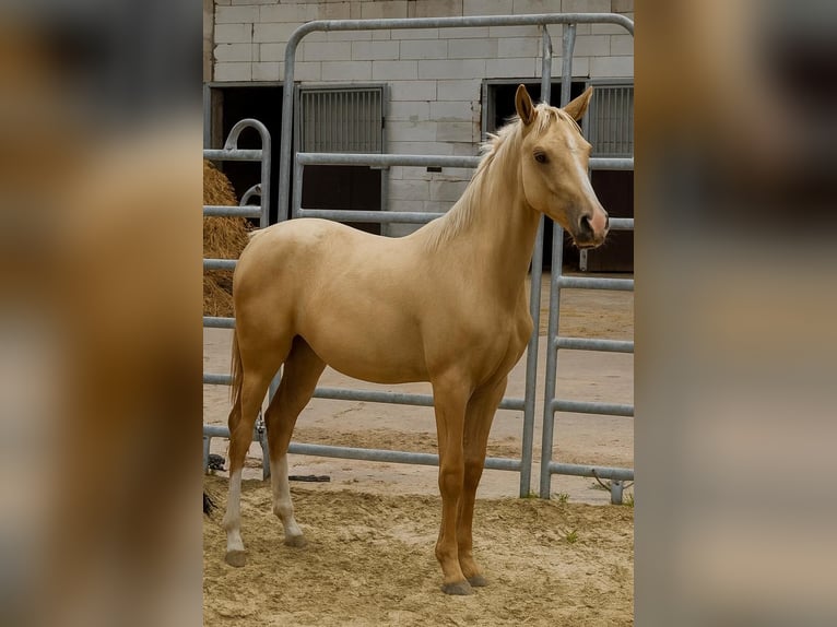 Mały koń niemiecki Klacz Źrebak (02/2025) 159 cm Izabelowata in Grevenbroich