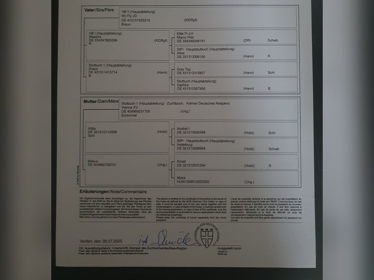 Mały koń niemiecki Klacz Źrebak (04/2025) 162 cm Karosiwa in Lankau