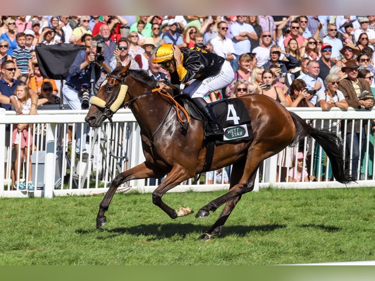 Mały koń niemiecki Ogier 1 Rok 134 cm Gniada in Rodewald