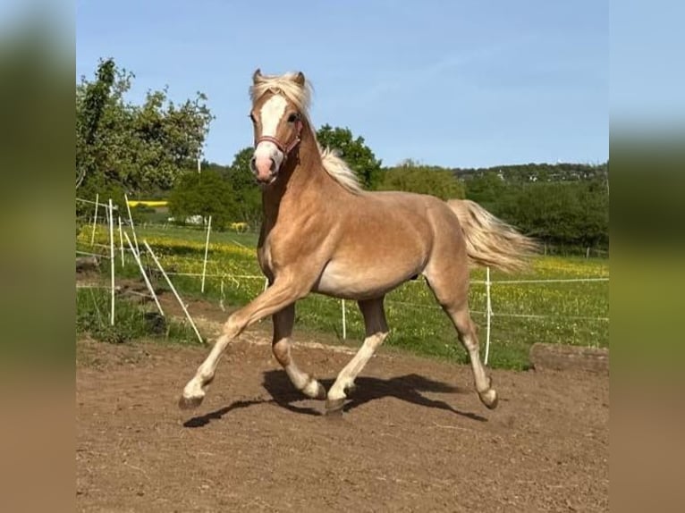 Mały koń niemiecki Ogier 1 Rok 160 cm Izabelowata in Laubach