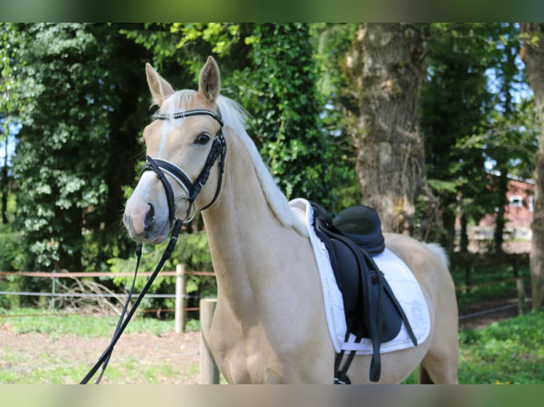 Mały koń niemiecki Ogier 3 lat 146 cm Izabelowata in Fürstenau