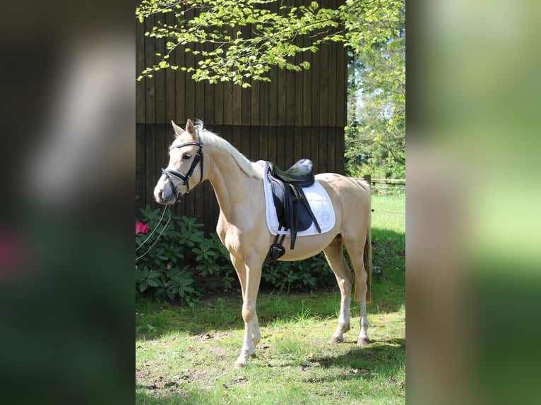 Mały koń niemiecki Ogier 3 lat 146 cm Izabelowata in Fürstenau