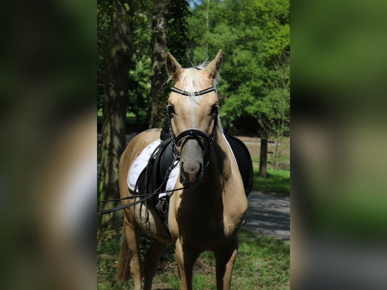 Mały koń niemiecki Ogier 3 lat 146 cm Izabelowata in Fürstenau