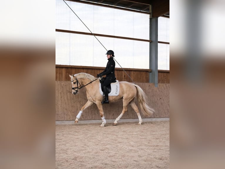 Mały koń niemiecki Ogier 4 lat 147 cm Izabelowata in Fürstenau