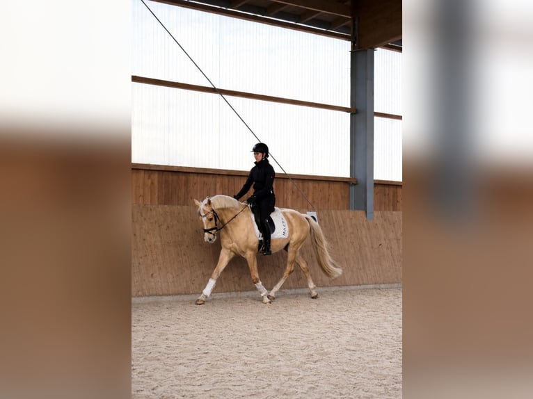 Mały koń niemiecki Ogier 4 lat 147 cm Izabelowata in Fürstenau