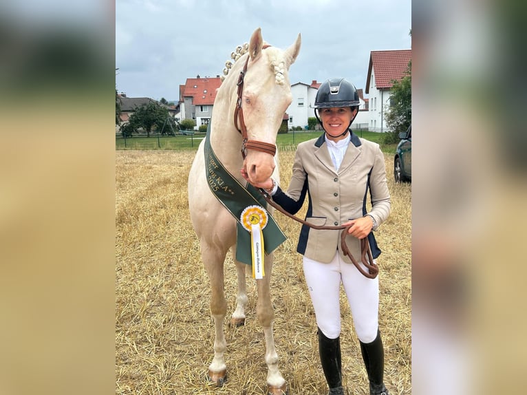 Mały koń niemiecki Ogier Cremello in Bad Sachsa