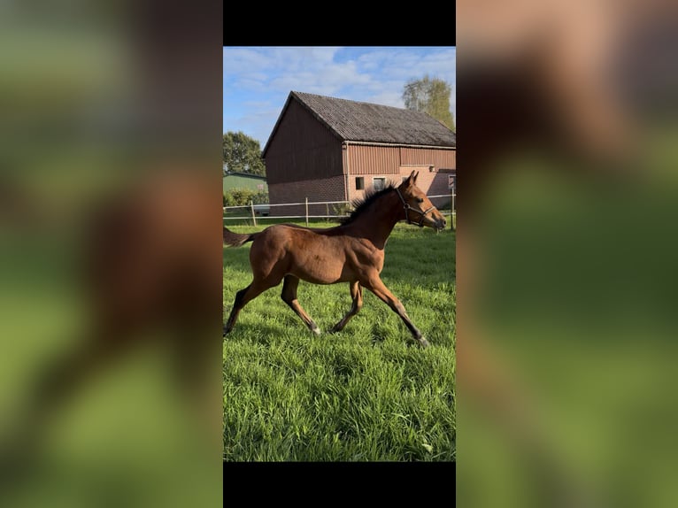 Mały koń niemiecki Mix Ogier Źrebak (04/2026) 155 cm Gniada in Selsingen