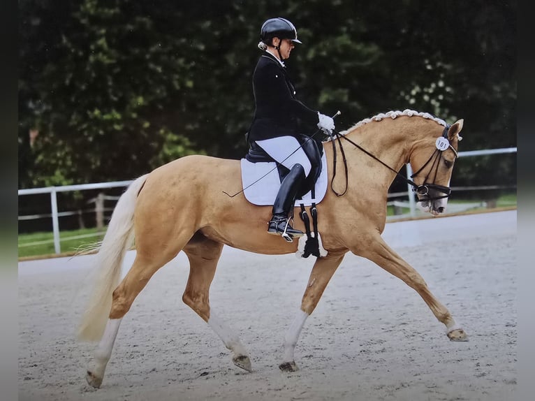 Mały koń niemiecki Ogier Źrebak (01/2026) 165 cm Bułana in Duingen
