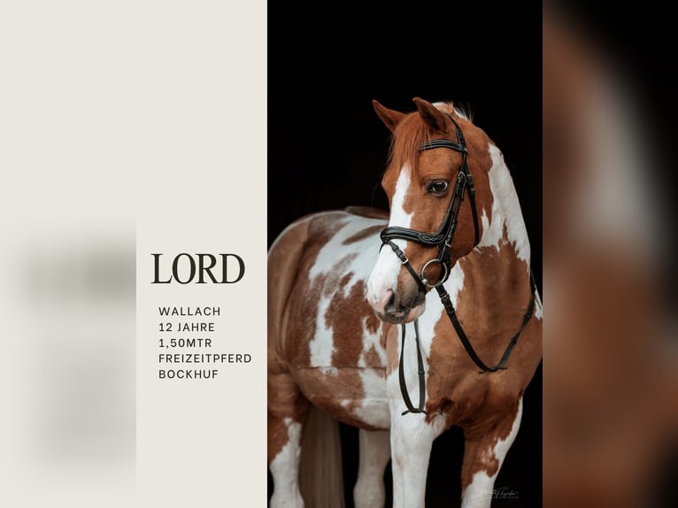 Mały koń niemiecki Wałach 12 lat 150 cm Srokata in Kenzingen