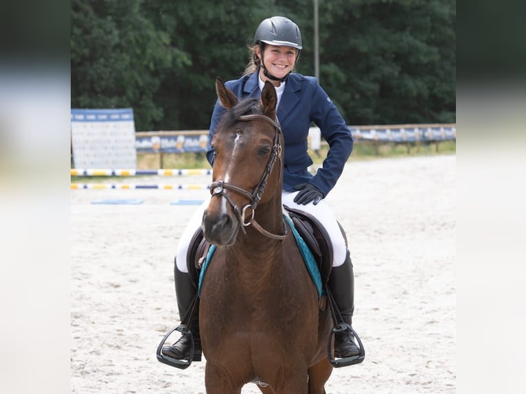 Mały koń niemiecki Wałach 13 lat 160 cm Gniada in Baudour
