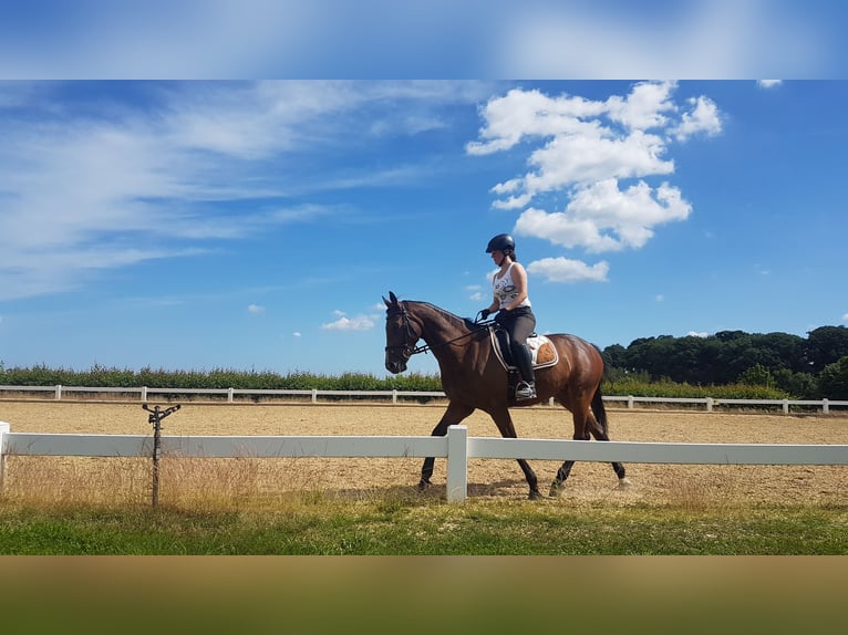 Mały koń niemiecki Wałach 13 lat 160 cm Gniada in Baudour