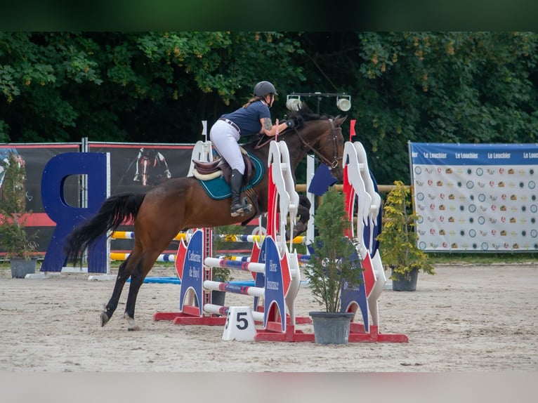 Mały koń niemiecki Wałach 13 lat 160 cm Gniada in Baudour