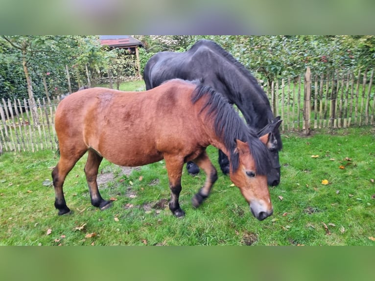Mały koń niemiecki Wałach 24 lat 125 cm Gniada in BramscheBramsche