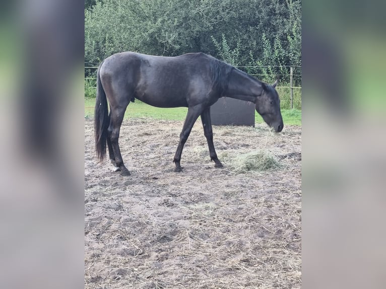 Mały koń niemiecki Wałach 3 lat 160 cm Kara in Ganderkesee