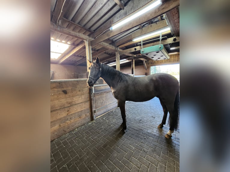 Mały koń niemiecki Wałach 3 lat 160 cm Kara in Ganderkesee