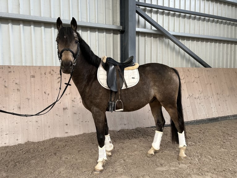 Mały koń niemiecki Wałach 4 lat 153 cm Jelenia in Grevenbroich