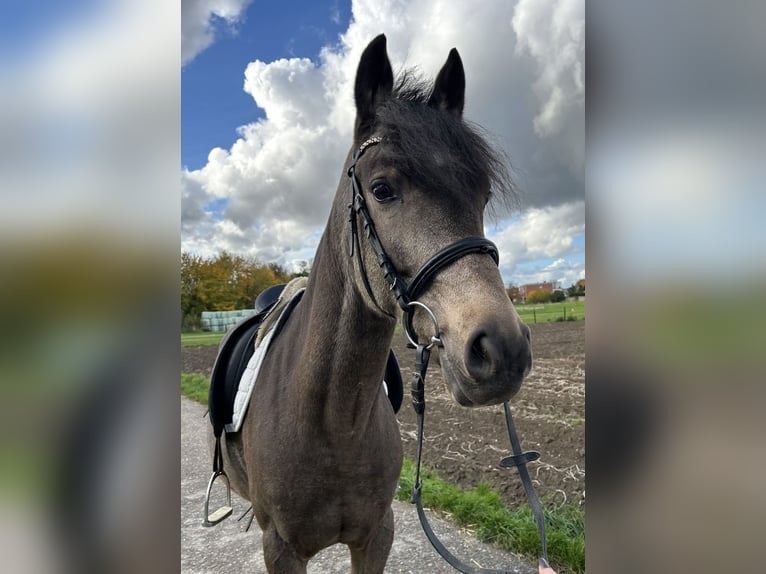 Mały koń niemiecki Wałach 4 lat 153 cm Jelenia in Grevenbroich