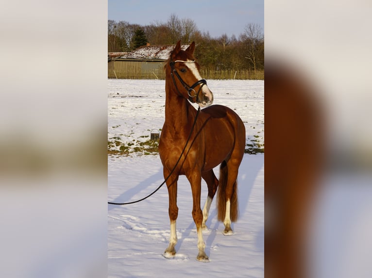Mały koń niemiecki Wałach 4 lat 158 cm Kasztanowata in Bliedersdorf