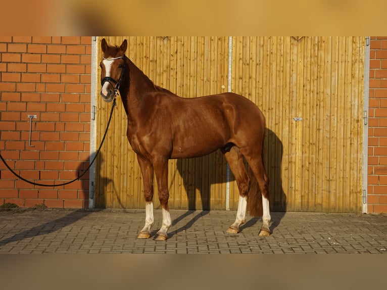 Mały koń niemiecki Wałach 4 lat 158 cm Kasztanowata in Bliedersdorf