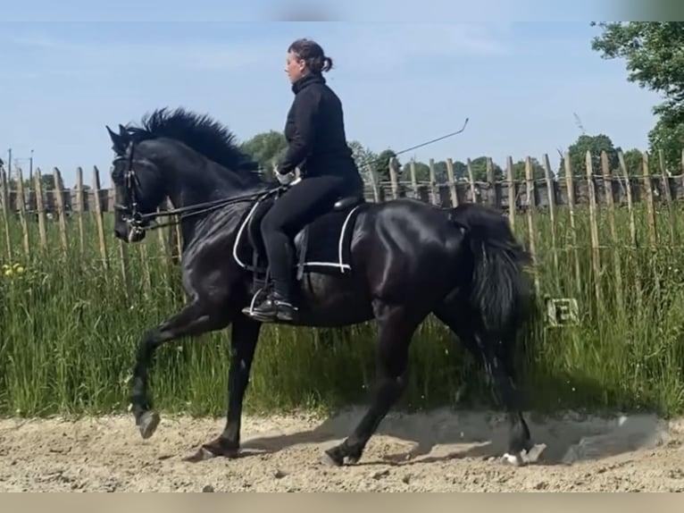 Mały koń niemiecki Wałach 9 lat 162 cm Kara in Aachen