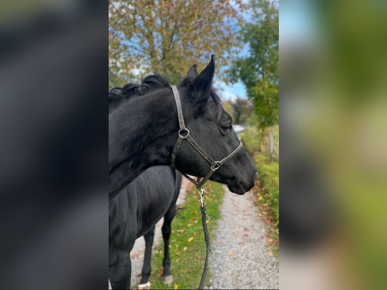 Mały koń niemiecki Wałach 9 lat 162 cm Kara in Aachen