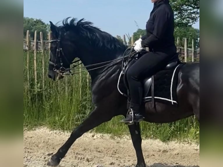 Mały koń niemiecki Wałach 9 lat 162 cm Kara in Aachen