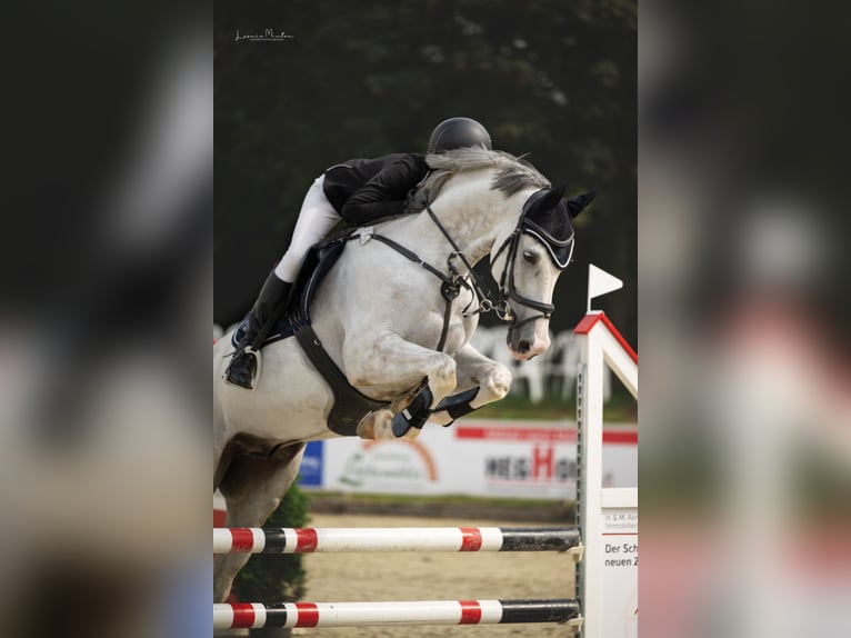 Mecklemburgo Caballo castrado 10 años 170 cm Tordo in Nettetal