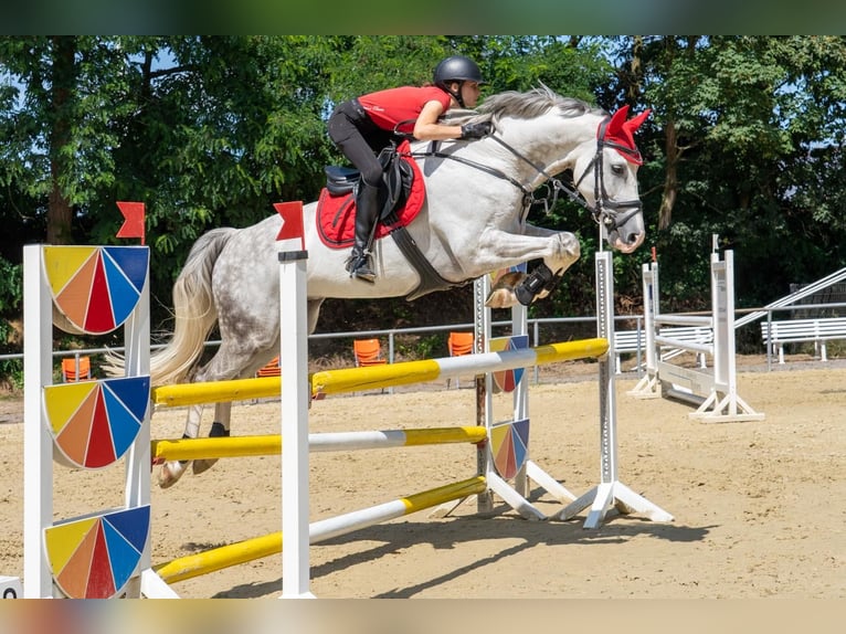 Mecklemburgo Caballo castrado 10 años 170 cm Tordo in Nettetal