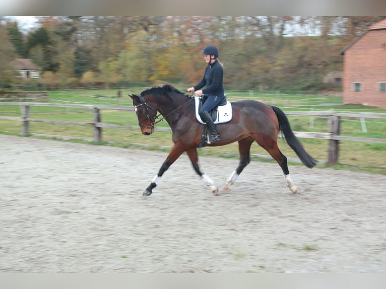 Mecklemburgo Caballo castrado 10 años 171 cm Castaño oscuro in Neuental