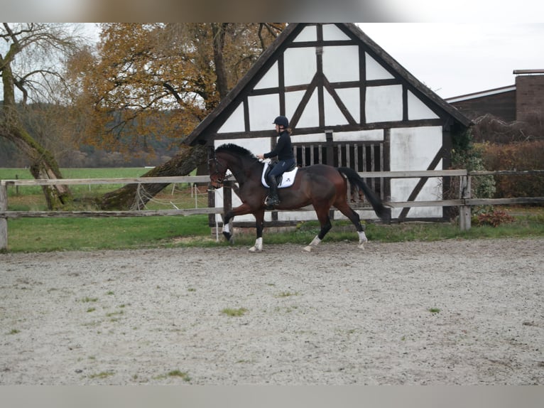 Mecklemburgo Caballo castrado 10 años 171 cm Castaño oscuro in Neuental