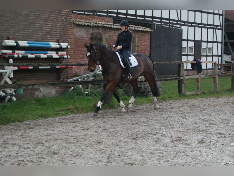 Mecklemburgo Caballo castrado 10 años 171 cm Castaño oscuro in Neuental