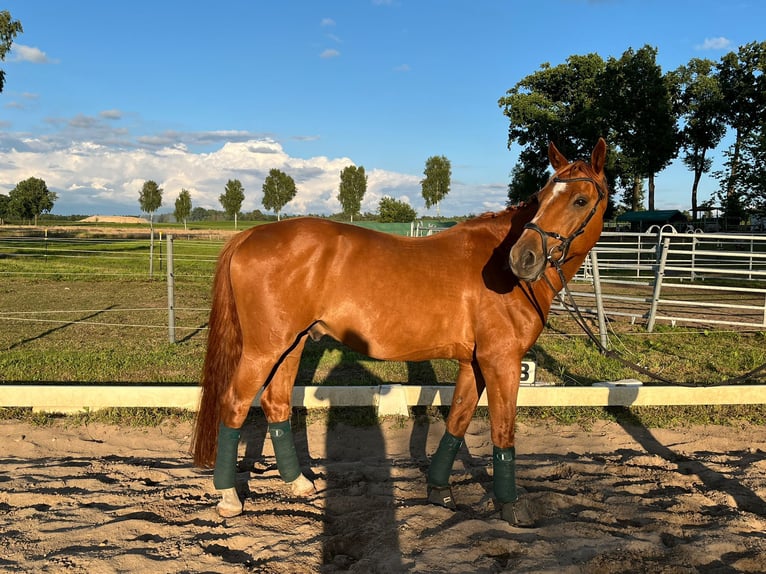 Mecklemburgo Caballo castrado 10 años 172 cm Alazán in Wietzendorf