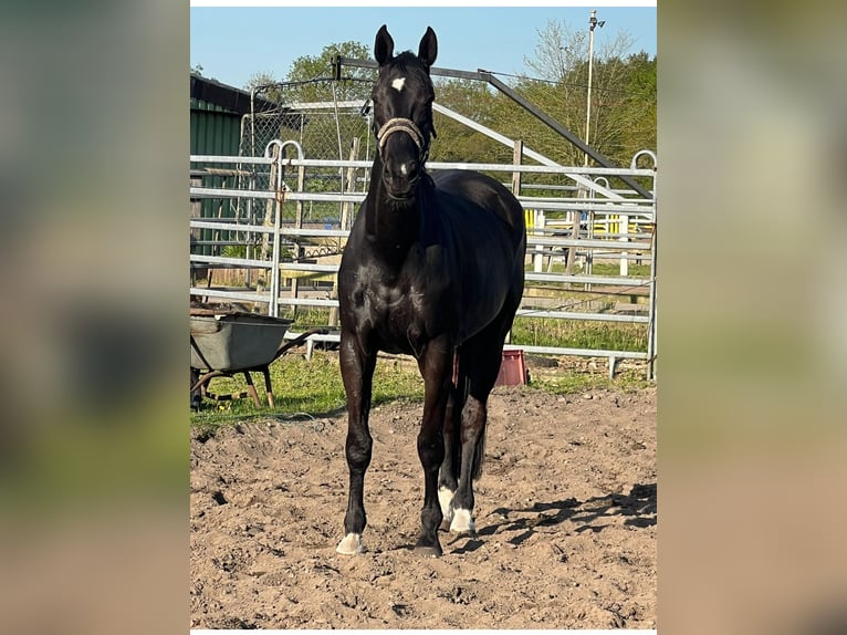 Mecklemburgo Caballo castrado 10 años 178 cm Negro in Wahlstedt