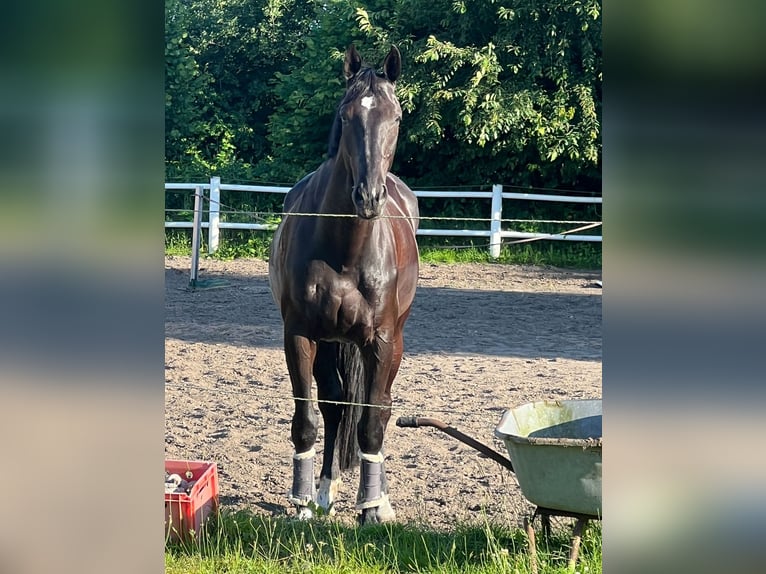 Mecklemburgo Caballo castrado 10 años 178 cm Negro in Wahlstedt