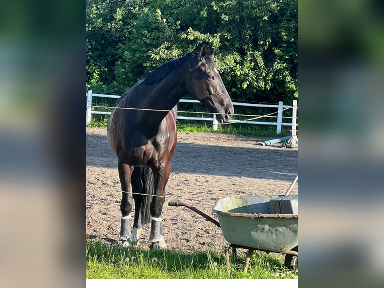 Mecklemburgo Caballo castrado 10 años 178 cm Negro in Wahlstedt