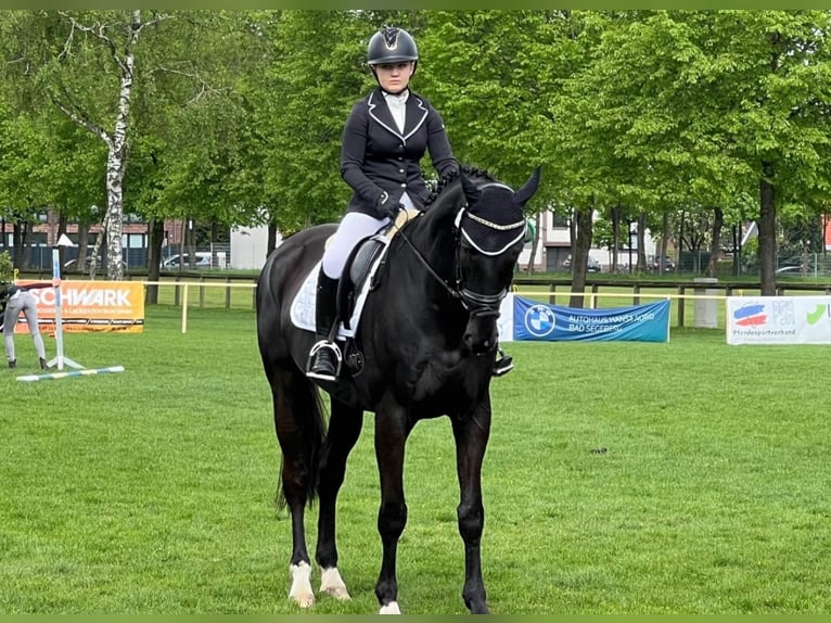 Mecklemburgo Caballo castrado 10 años 178 cm Negro in Wahlstedt