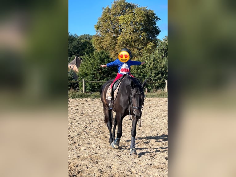 Mecklemburgo Caballo castrado 10 años Morcillo in Alveslohe