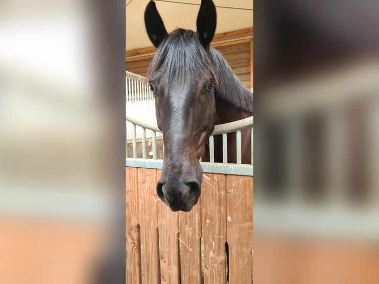 Mecklemburgo Caballo castrado 11 años 166 cm Negro in Wien, Donaustadt