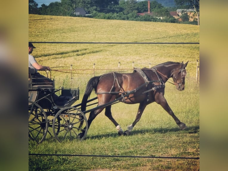 Mecklemburgo Caballo castrado 11 años 168 cm Castaño in Rühn