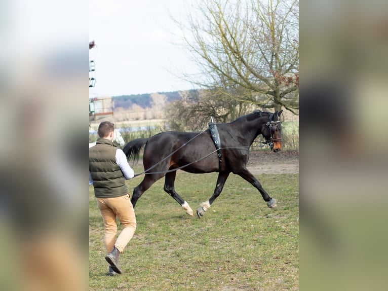 Mecklemburgo Caballo castrado 11 años 168 cm Castaño in Rühn