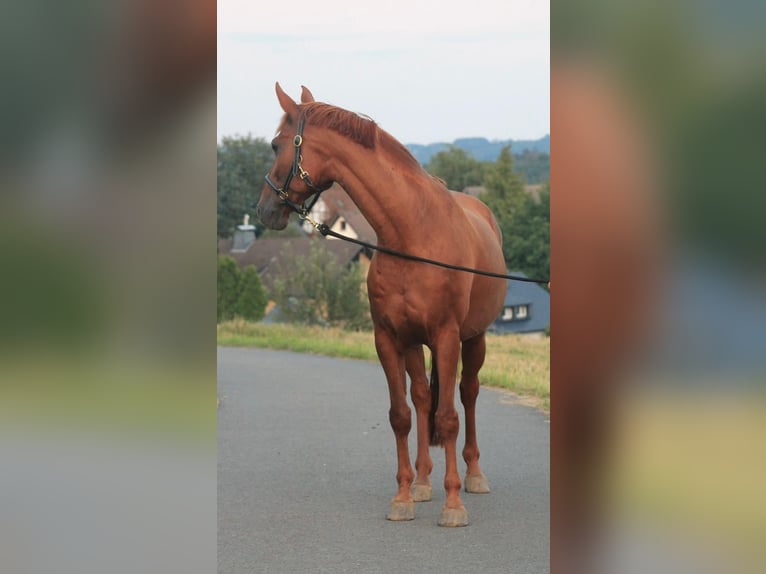 Mecklemburgo Caballo castrado 12 años 167 cm Alazán-tostado in Solingen