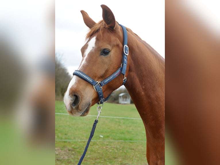 Mecklemburgo Caballo castrado 12 años 170 cm Alazán in Rietberg