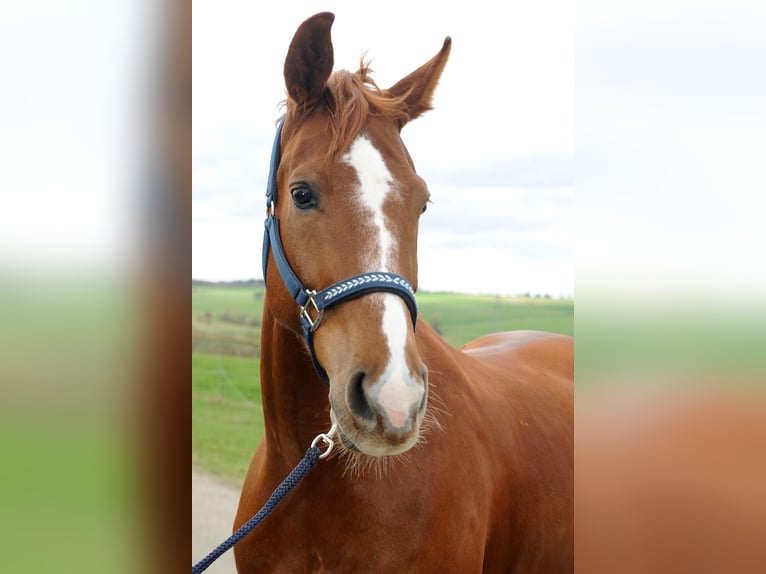 Mecklemburgo Caballo castrado 12 años 170 cm Alazán in Rietberg