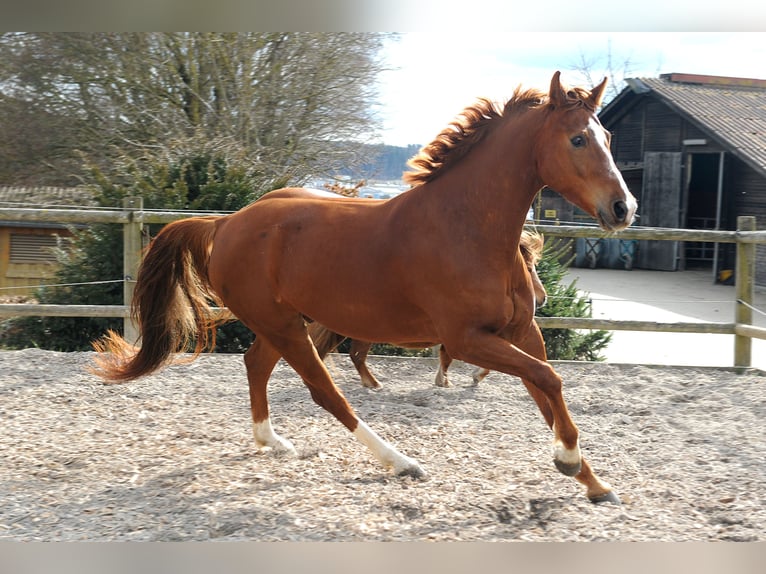 Mecklemburgo Caballo castrado 12 años 170 cm Alazán in Rietberg