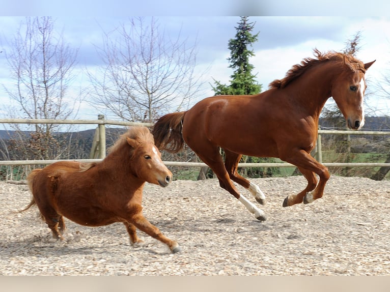 Mecklemburgo Caballo castrado 12 años 170 cm Alazán in Rietberg