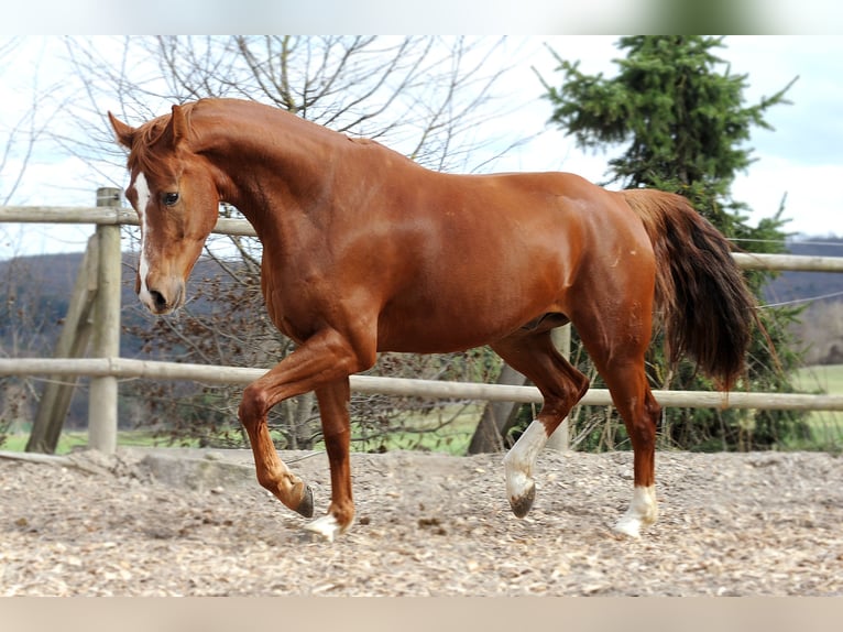 Mecklemburgo Caballo castrado 12 años 170 cm Alazán in Rietberg