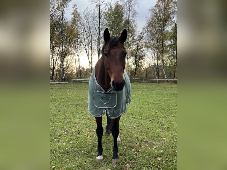 Mecklemburgo Caballo castrado 12 años 172 cm Castaño in Barsbüttel